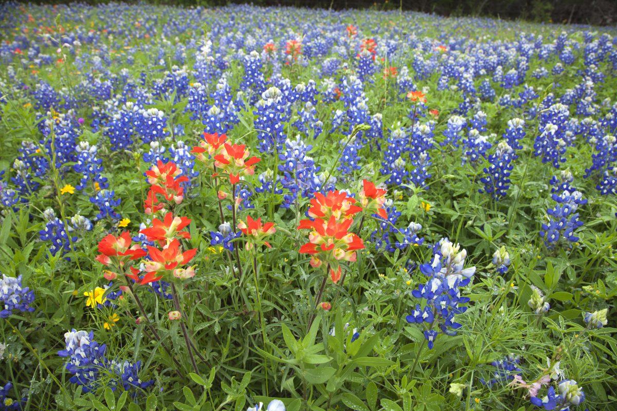 A low angle view of Indian Paintbrush and Bluebonnets wildflowers in a Texas field